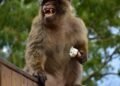 Junk-eating monkeys in Gibraltar soothe their stomachs with soil