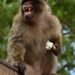 Junk-eating monkeys in Gibraltar soothe their stomachs with soil