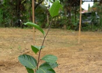 Markoesa project in Saramacca should strengthen agricultural production and incomes – the True Time