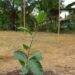 Markoesa project in Saramacca should strengthen agricultural production and incomes – the True Time