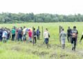 Markoesate growers receive practical training in Saramacca after the launch of the Outgrowers project – de Ware Tijd