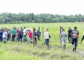 Markoesate growers receive practical training in Saramacca after the launch of the Outgrowers project – de Ware Tijd