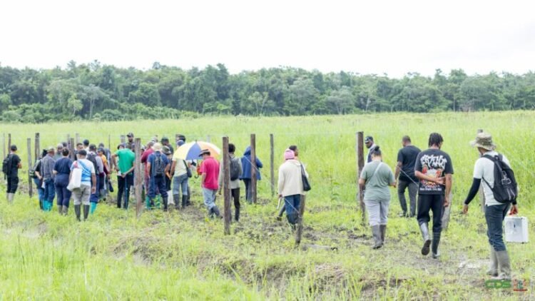 Markoesate growers receive practical training in Saramacca after the launch of the Outgrowers project – de Ware Tijd