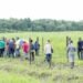 Markoesate growers receive practical training in Saramacca after the launch of the Outgrowers project – de Ware Tijd