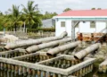 Vietnam’s Mekong Delta shifts from fighting to living with saltwater intrusion in dry season