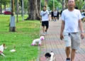 Unleashed dogs raise safety concerns in Ho Chi Minh City public places