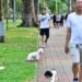 Unleashed dogs raise safety concerns in Ho Chi Minh City public places