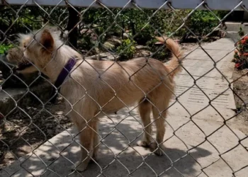 Dog meat seller dies of rabies in Vietnam’s Mekong Delta