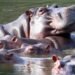 Colombia approves plan to cull hippos linked to Pablo Escobar