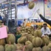 Thailand’s Durian Drama: Can the State Save the King of Fruit?