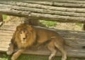 Throwing stones at an enclosure with lions – a man was fined in Almaty