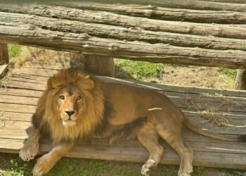 Throwing stones at an enclosure with lions – a man was fined in Almaty