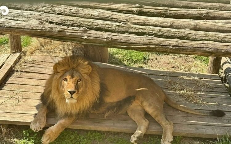 Throwing stones at an enclosure with lions – a man was fined in Almaty