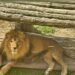 Throwing stones at an enclosure with lions – a man was fined in Almaty