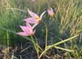 A rare Red Book tulip bloomed in the steppes of Kostanay region