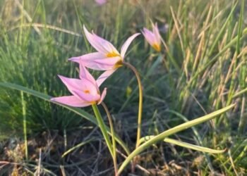 A rare Red Book tulip bloomed in the steppes of Kostanay region