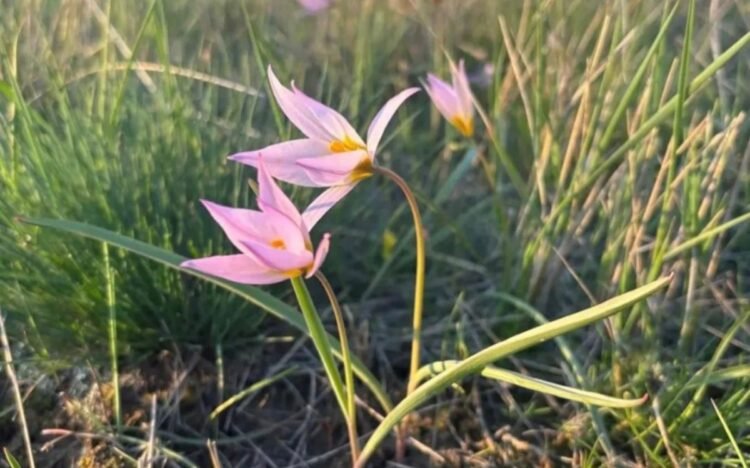 A rare Red Book tulip bloomed in the steppes of Kostanay region