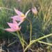 A rare Red Book tulip bloomed in the steppes of Kostanay region
