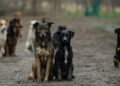 No more slaughter? a six-step plan to get rid of stray dogs in six months