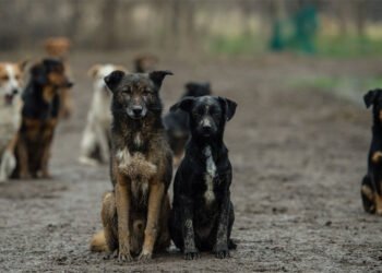 No more slaughter? a six-step plan to get rid of stray dogs in six months