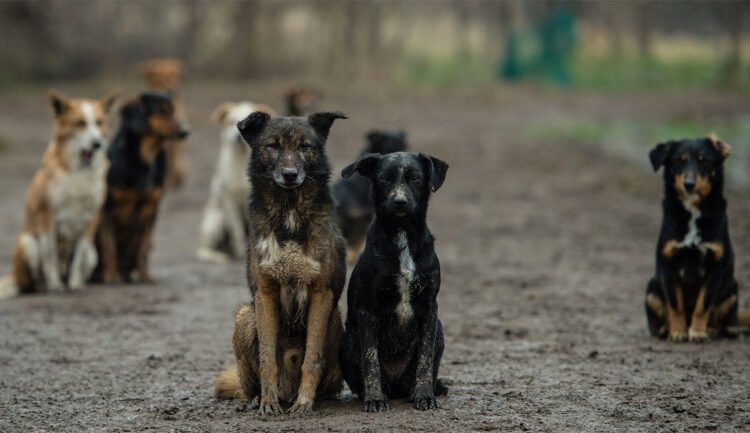 No more slaughter? a six-step plan to get rid of stray dogs in six months