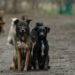 No more slaughter? a six-step plan to get rid of stray dogs in six months