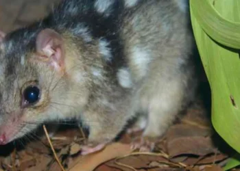 Northern quolls: Gene editing could create cane toad-resistant ‘super quolls’ in a year