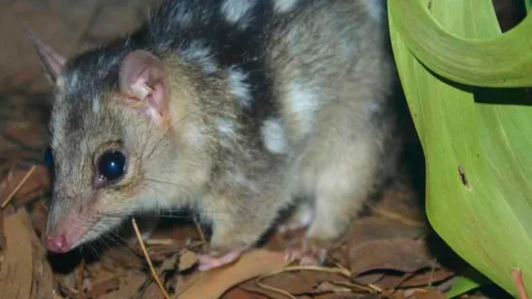 Northern quolls: Gene editing could create cane toad-resistant ‘super quolls’ in a year