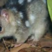 Northern quolls: Gene editing could create cane toad-resistant ‘super quolls’ in a year