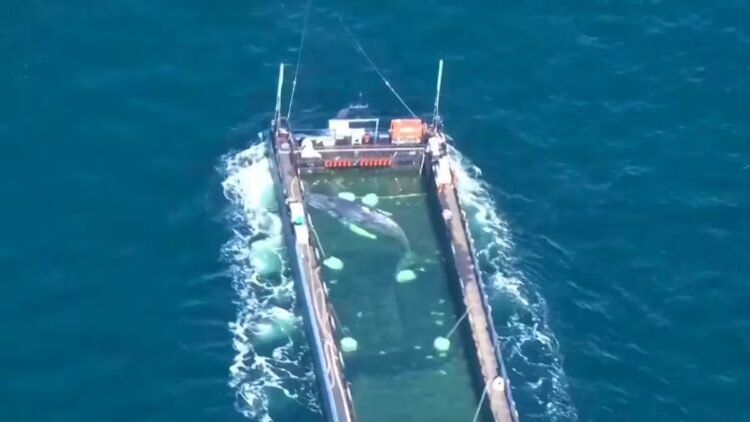 00:30Stranded whaleAerial photos show humpback whale in the barge615934