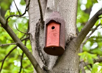 Prague 1 Installs Dozens of Nest Boxes: First Project of Its Kind in the City Centre