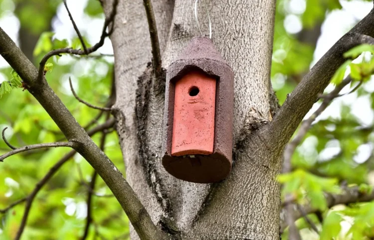 Prague 1 Installs Dozens of Nest Boxes: First Project of Its Kind in the City Centre