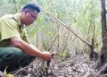 Over 20,000 hectares of forest in Vietnam’s Ca Mau at high fire risk