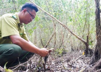 Over 20,000 hectares of forest in Vietnam’s Ca Mau at high fire risk