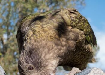 Bruce, the disabled parrot who became king