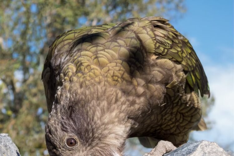 Bruce, the disabled parrot who became king