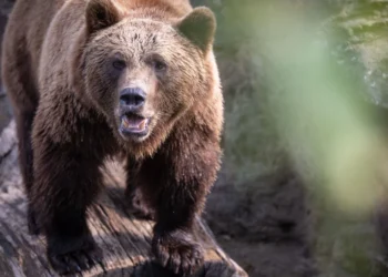 Woman attacked and killed by brown bear in Poland