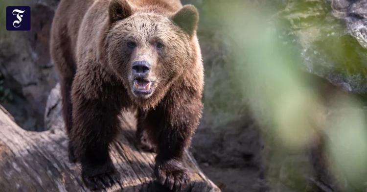 Woman attacked and killed by brown bear in Poland