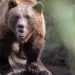 Woman attacked and killed by brown bear in Poland
