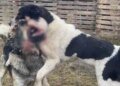 Dog fights are organized in Dnipropetrovsk region: photo