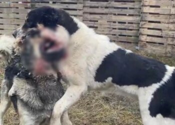 Dog fights are organized in Dnipropetrovsk region: photo