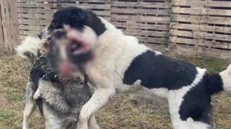 Dog fights are organized in Dnipropetrovsk region: photo