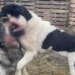 Dog fights are organized in Dnipropetrovsk region: photo