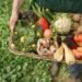 Georgia’s agricultural sector shows diverse results in 2025