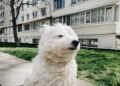 Strong wind and light rain: weather forecast in Moldova for the weekend