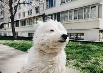 Strong wind and light rain: weather forecast in Moldova for the weekend