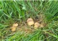 San Marino – Regulations for the research and collection of mushrooms in the San Marino territory. You need the card