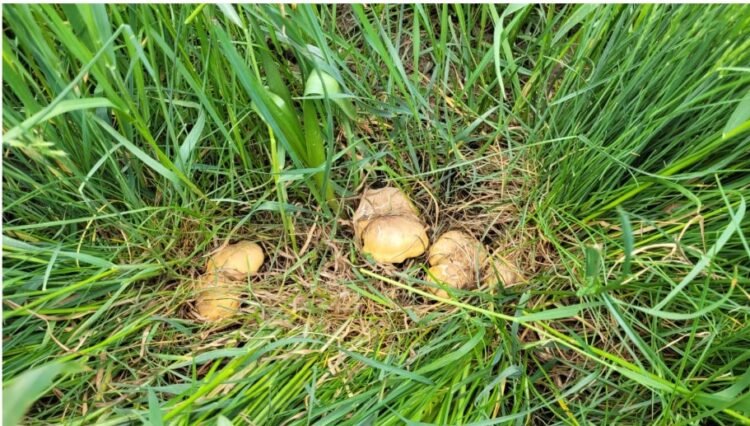 San Marino – Regulations for the research and collection of mushrooms in the San Marino territory. You need the card