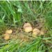 San Marino – Regulations for the research and collection of mushrooms in the San Marino territory. You need the card