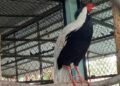 144 wild animals released into Vietnam national park